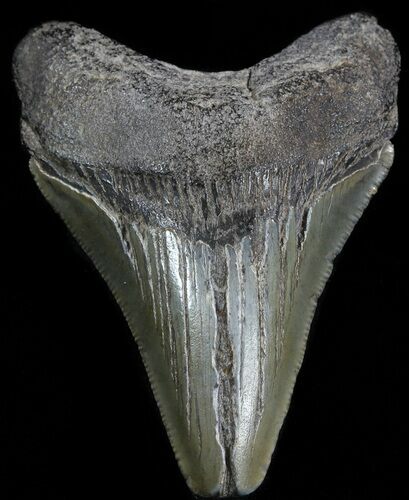 Juvenile Megalodon Tooth - South Carolina #49987